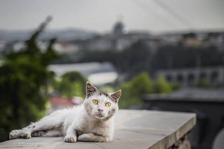 格斗猫与撕裂的耳朵和大黄眼睛休息的宽栏杆