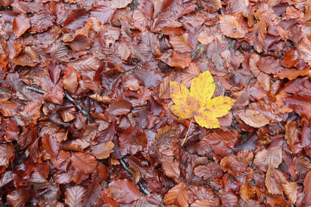 秋天落叶和枫叶细节