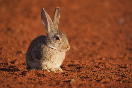 可爱的动物兔子在自然栖息地, 生活在草地上。欧洲兔子, 穴兔家兔, 在红色地面上