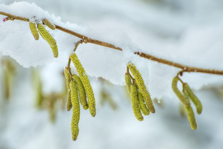 榛子开花在雪中