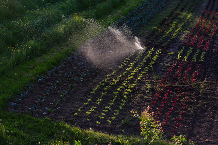 德国南部蔬菜场的浇灌春天阳光明媚的一天