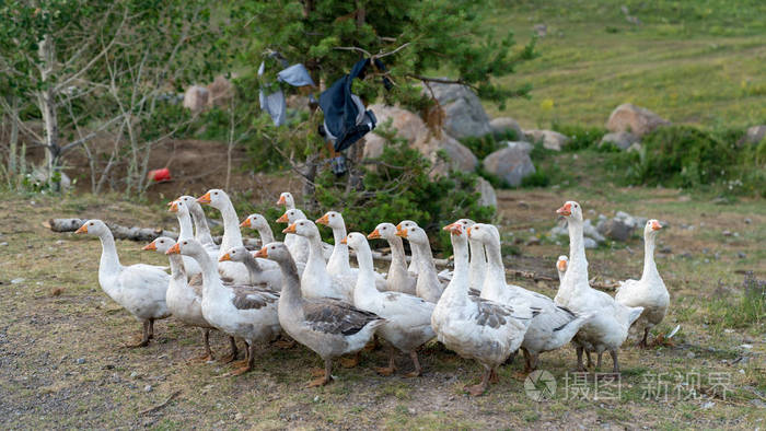 一组国内鹅在阿尔温特村周围疑惑, 土耳其