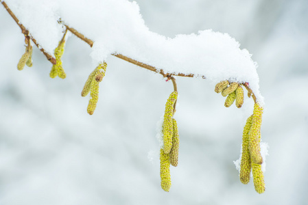 榛子开花在雪中