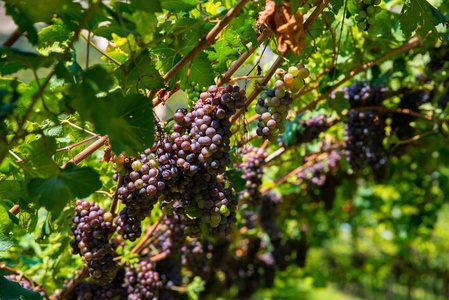 意大利北部的葡萄园种植园。意大利葡萄种植上的红黑葡萄酒葡萄
