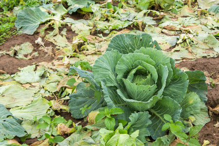 农地种植白菜