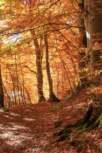 喀尔巴阡山脉在秋季季节, 罗马尼亚, 特兰西瓦尼亚