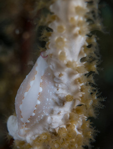 在它们的栖息地的 nudibranchs