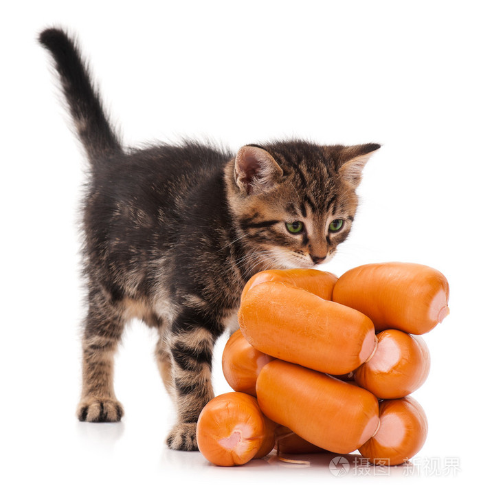 西伯利亚小猫照片-正版商用图片09s38n-摄图新视界