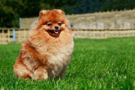 小博美犬施皮茨，坐在绿色的草地上