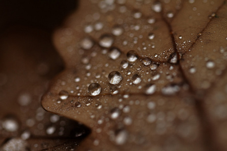 落叶覆盖着雨点