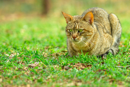 非洲野生猫