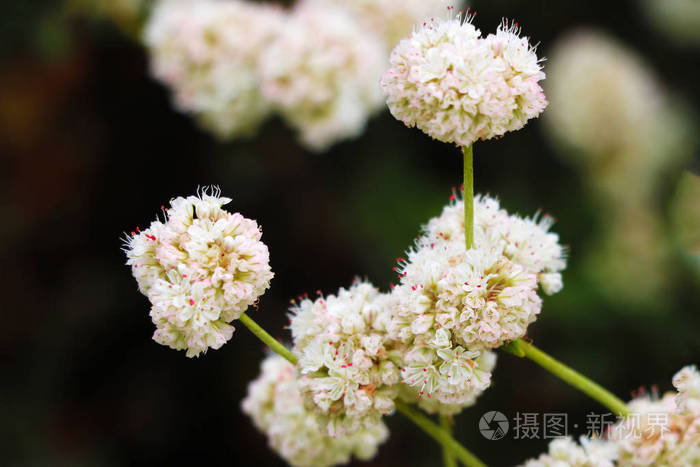 药用野生植物蓍草蓍millefolilium植物在开花特写