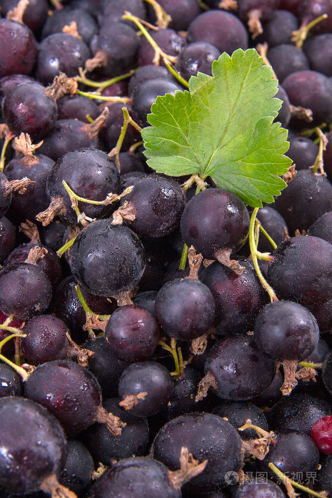 关闭起的收获黑加仑浆果与绿色叶观作为背景