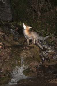 狐狸, 狐狸狐狸, 在瀑布与冰