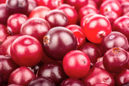 成熟的小红莓图片