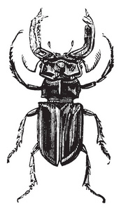 Lucanus 鹿复古刻图