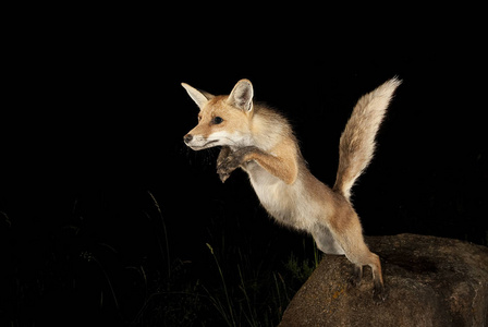狐狸, 狐狸狐狸, 从黑色背景的石头跳跃