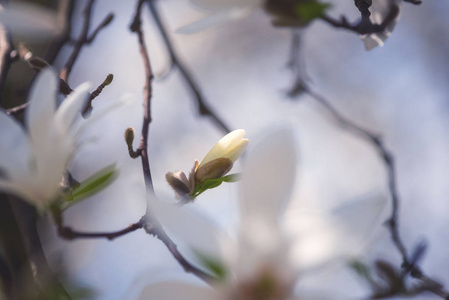 盛开的木兰花与美丽的白色花朵, 自然的春天花卉的背景。具有适合墙纸或贺卡的复制空间的宏图像
