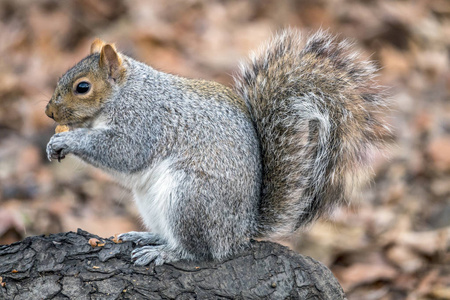 松鼠松鼠，常见名称灰松鼠或根据地区，灰松鼠是松鼠松鼠属