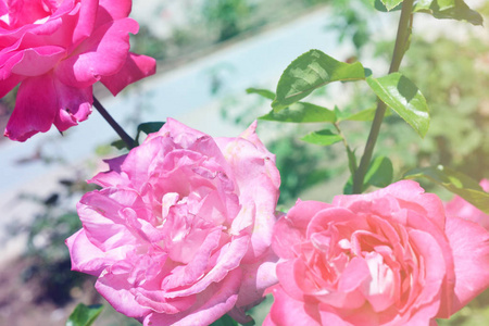 多彩的背景。玫瑰花花束背景。花成分色调