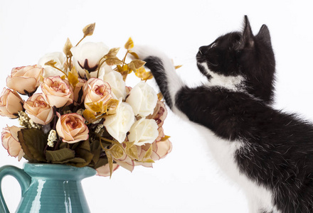 可爱的小黑白小猫玩玫瑰花图片