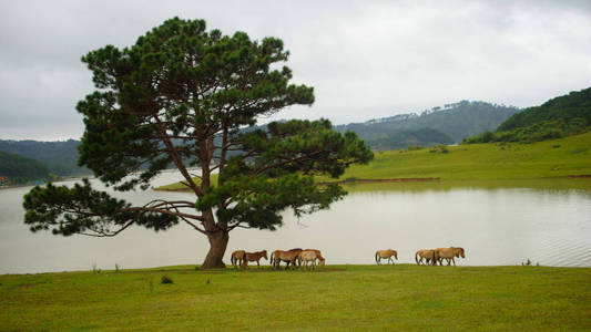 野生马和 ponys 生活在草原草原, 在 Suoivang 湖, 越南。还没有纯种马, 生活在高原1500m 的野马。这是荒野