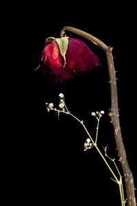 玫瑰花枯萎伤感图片