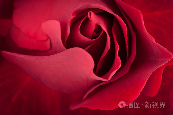 暗红色玫瑰的特写视图