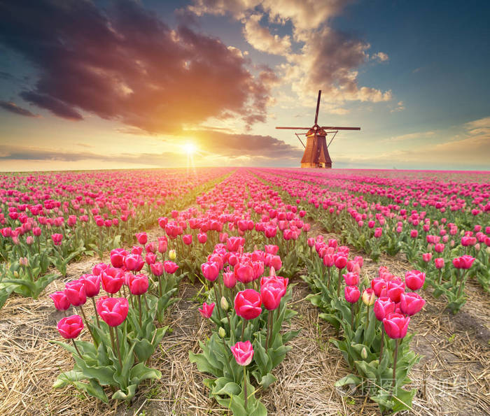 充满活力的粉红色郁金香与荷兰的风车,沿一条运河,荷兰