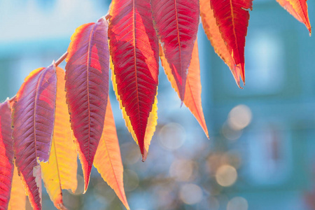 秋天的鲜艳色彩。美丽的红叶在一个阳光明媚的秋天漆树的树枝上特写