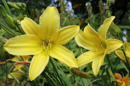 两朵黄色的百合花, 其背景是其他百合花和叶子