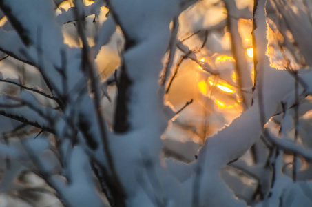 白雪在树的分支在冬天森林在日落或日出的背景圣诞节假日背景