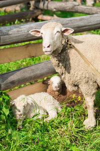 羊在草地上的庇护所的羔羊