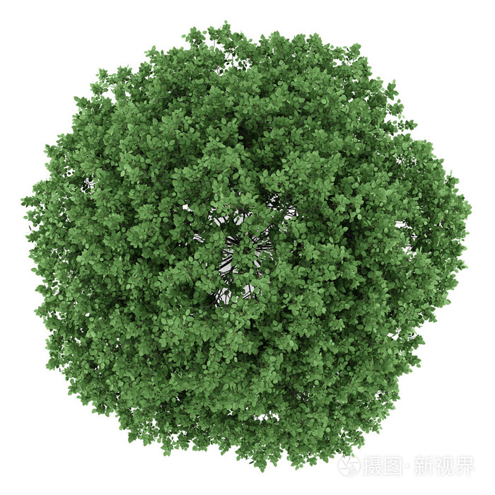 顶视图的分离在白色背景上的常见鹅耳枥树