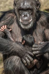 母亲黑猩猩的肖像与她滑稽的小婴儿, 极端特写