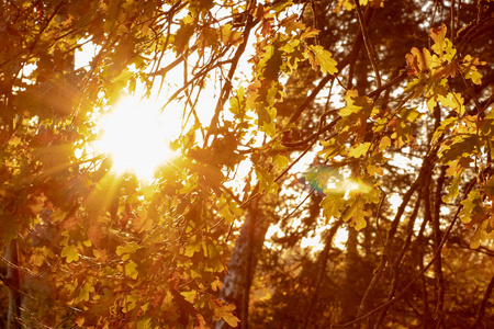 在秋天的黄金时刻, 阳光透过一棵有着美妙多彩的叶子的树, 闪耀着
