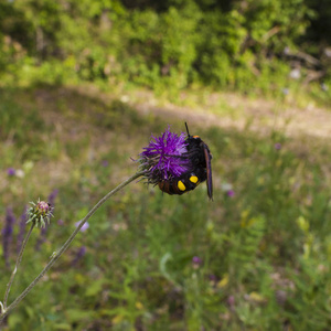 紫罗兰花上的大黄蜂