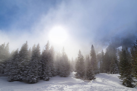 冬天的风景在山上, 与新鲜的雪和杉木森林, 在一个明亮的阳光明媚的一天