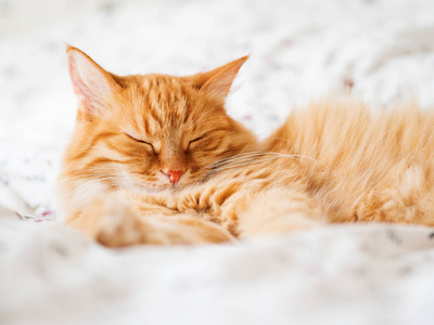 可爱的姜猫躺在床上.毛茸茸的宠物打瞌睡.舒适的家庭背景, 早睡前照片