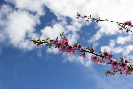 桃花枝开花。粉红色的花朵。散景.多云的天空。Aitona