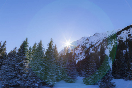 冬天的风景在山上, 与新鲜的雪和杉木森林, 在一个明亮的阳光明媚的一天