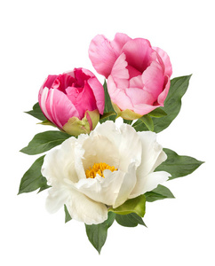 粉红色和白色牡丹花花束分离图片