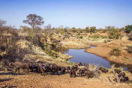 南非克鲁格国家公园的非洲野牛牛科 Syncerus caffer 家族的钱币