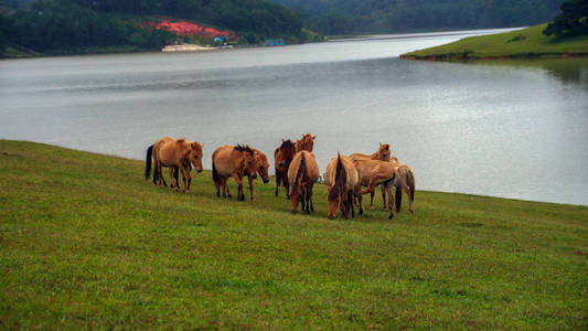 野生马和 ponys 生活在草原草原, 在 Suoivang 湖, 越南。还没有纯种马, 生活在高原1500m 的野马。这是荒野