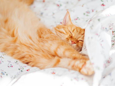 可爱的姜猫躺在床上.蓬松的宠物伸展.舒适的家庭背景, 早睡前照片