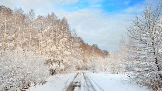 道路冰雪覆盖在拉脱维亚的树木