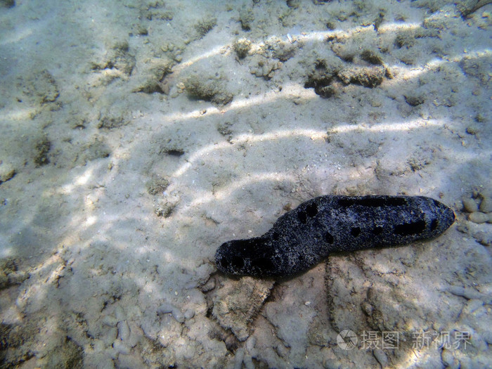 根据水黑海参jpg