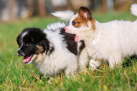 两只可爱的埃洛小狗的照片在草地上奔跑