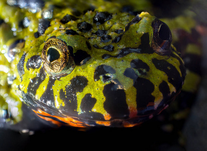 蹼铃蟾山青图片