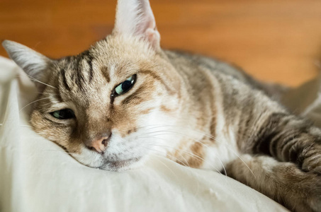懒和滑稽的斑猫呆在家里的床上照片